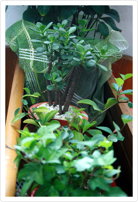 20100707_13.jpg