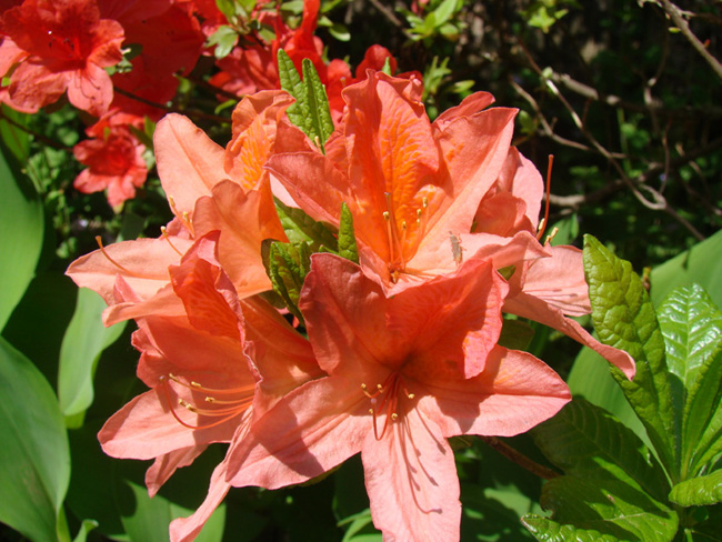 20080505_69.jpg