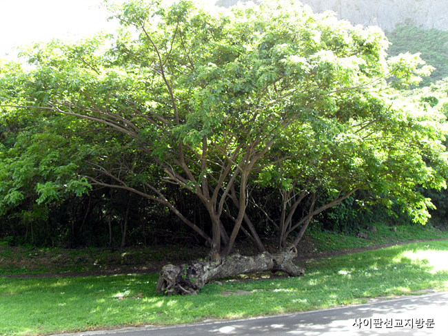 20090913_100.jpg