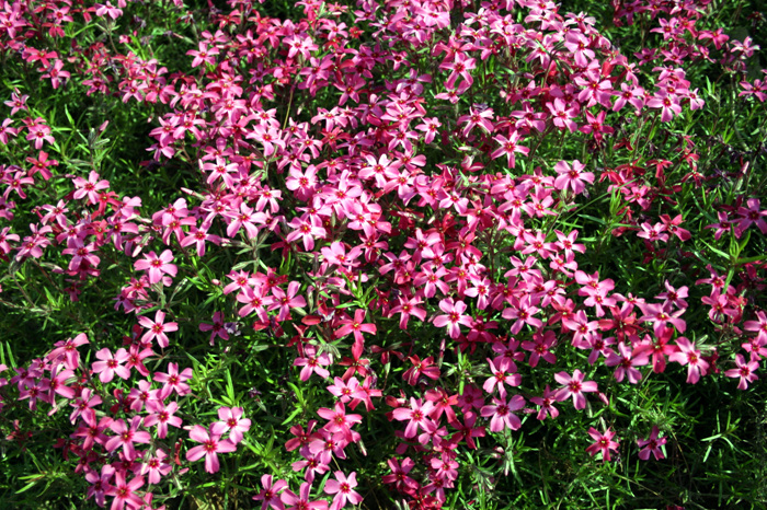 20110505_70.jpg