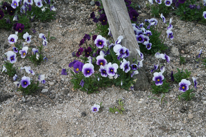 20130517_33.jpg