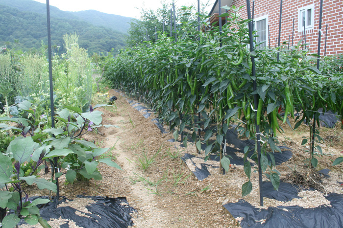 20120710_06.jpg